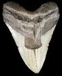 Bargain, Megalodon Tooth - North Carolina #49500-1